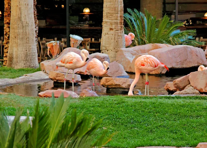 Flamingo &Casino